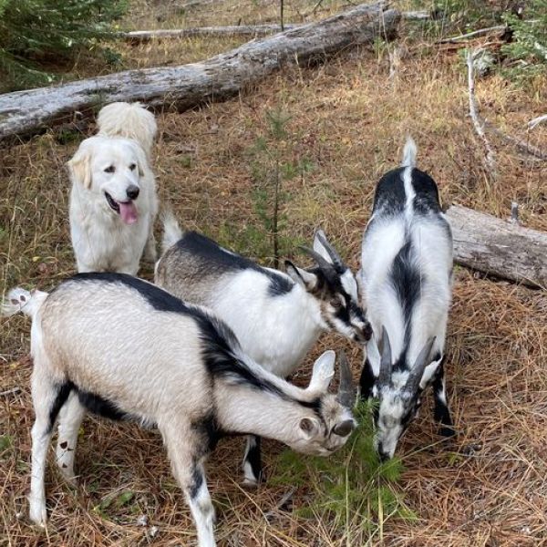 ranch dog Karma guards group of Alpine goats