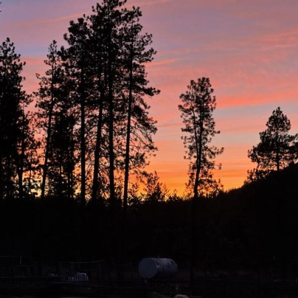 beautiful sunset on the ranch with forest trees silhouetted against purple, red and orange sky