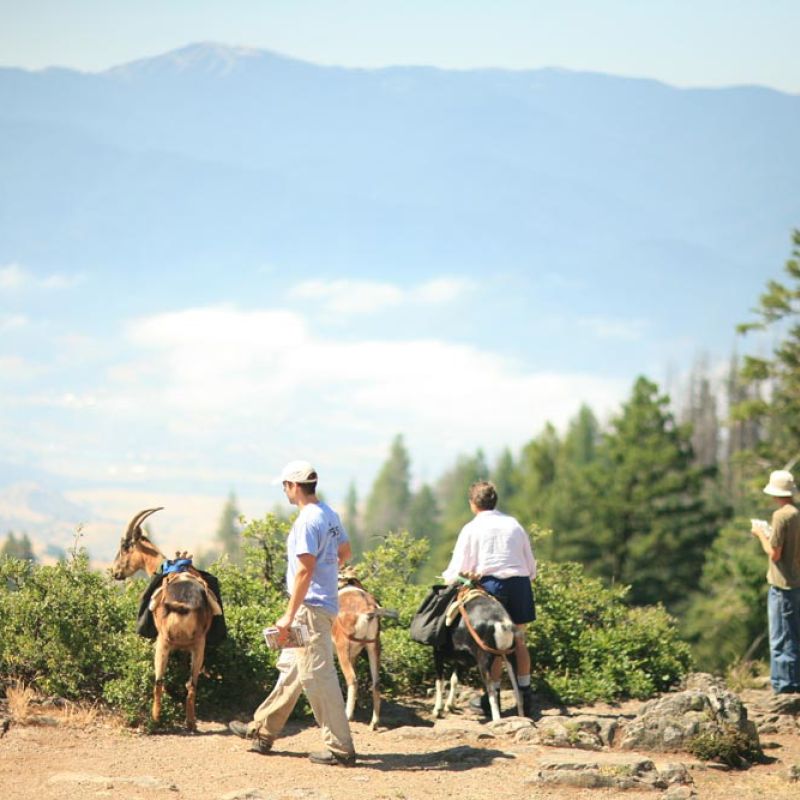 Mountain overlook on hike with pack goats