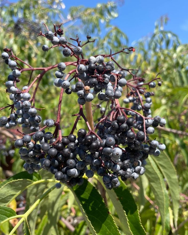 blue elderberry fruit - sambucus cerulea