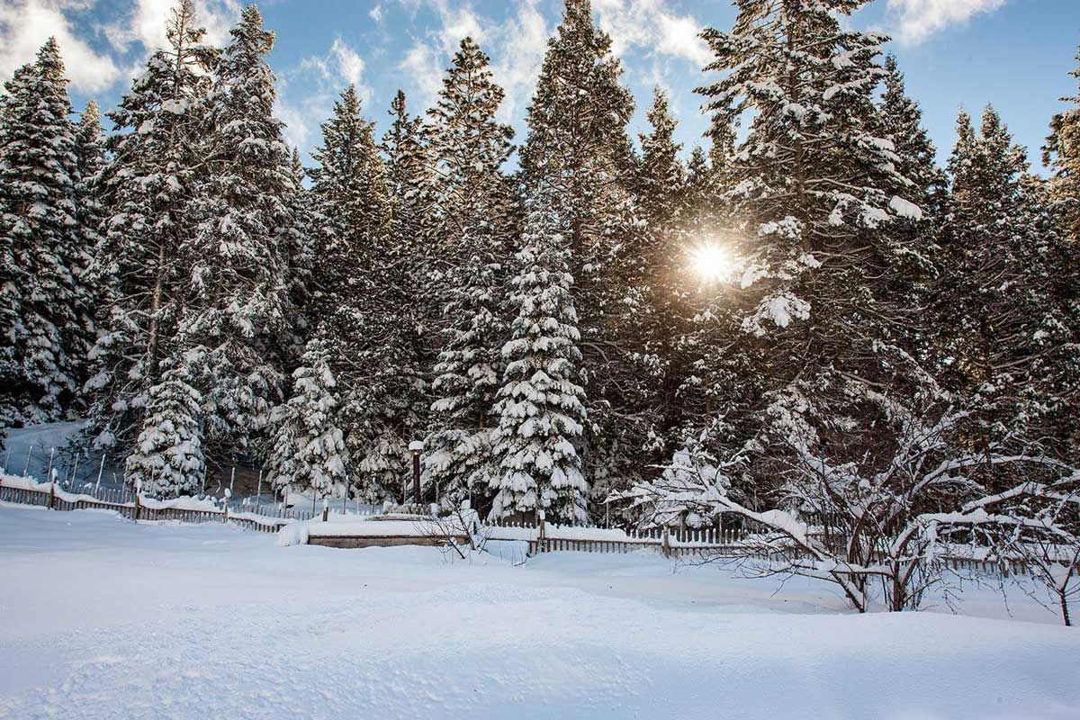 snowy forest with sun peeking through