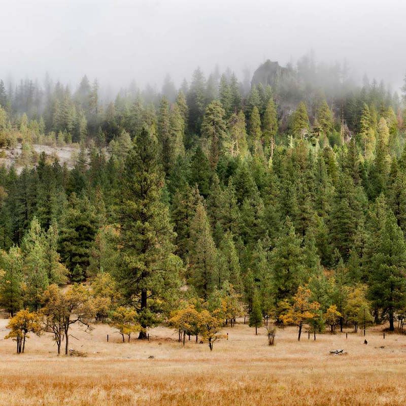 Fall colors in the forest and meadow