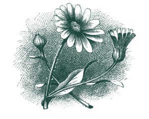 daisy illustration