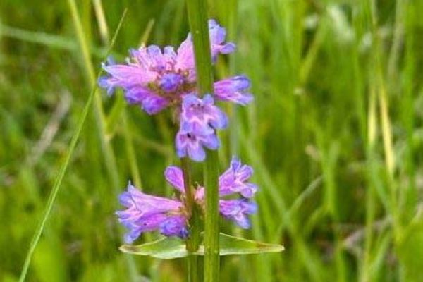 Camassia, also known as Camas Lily flowers in bloom