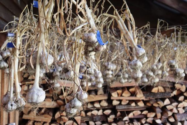 Organic garlic grown at Willow-Witt Ranch hanging from a drying wire