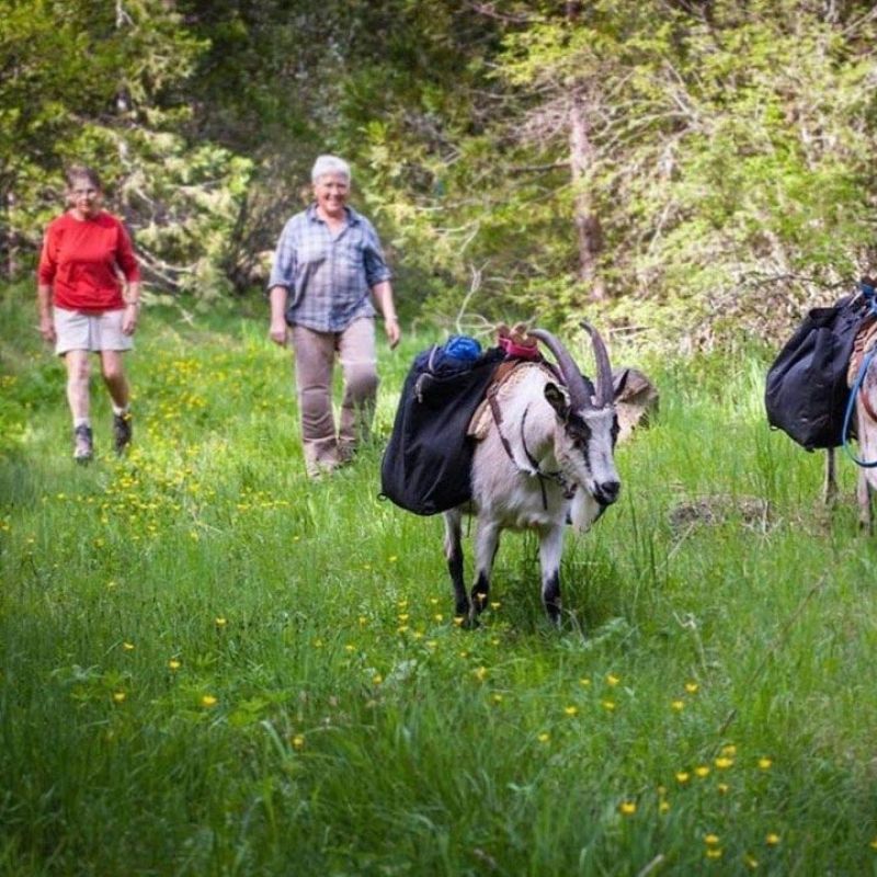Suzanne and Lanita hiking with pack goats