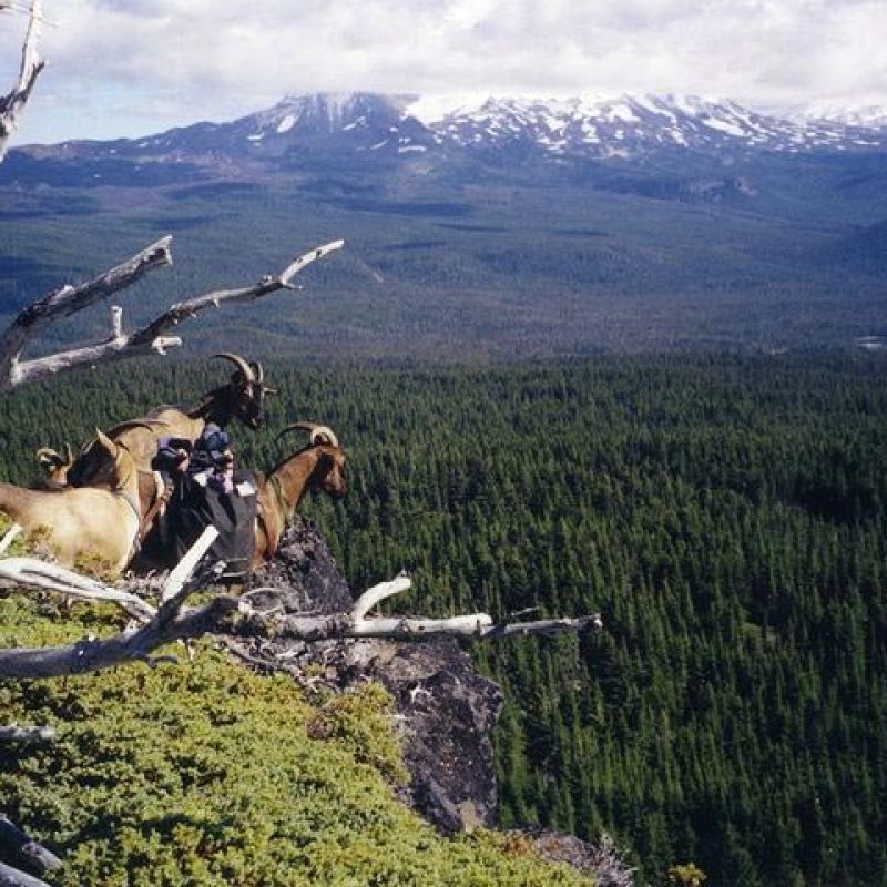 Hiking with goats on a nearby valley overlook 