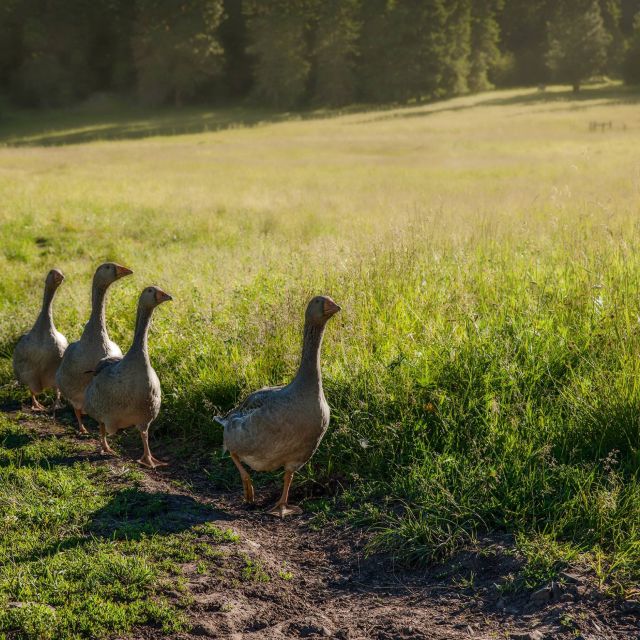 gaggle of ducks on trail