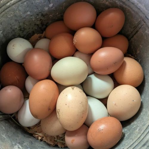 fresh organic chicken eggs in metal pail