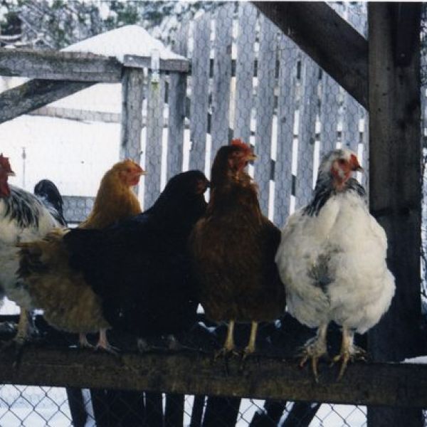 five chickens sitting on barn rail with winter snow behind