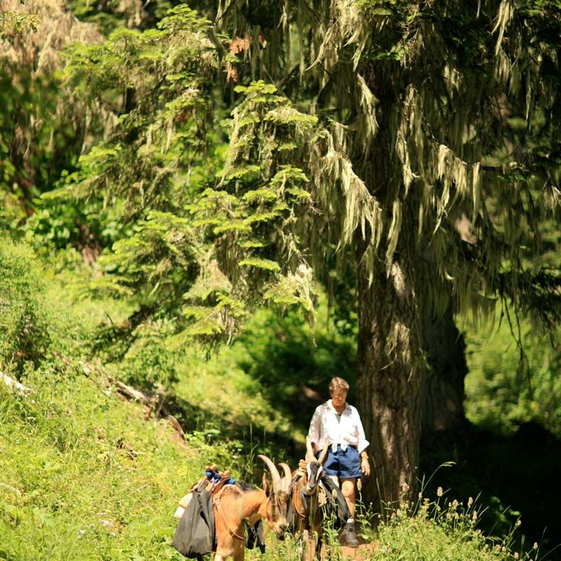 Suzanne walking trail with pack goats