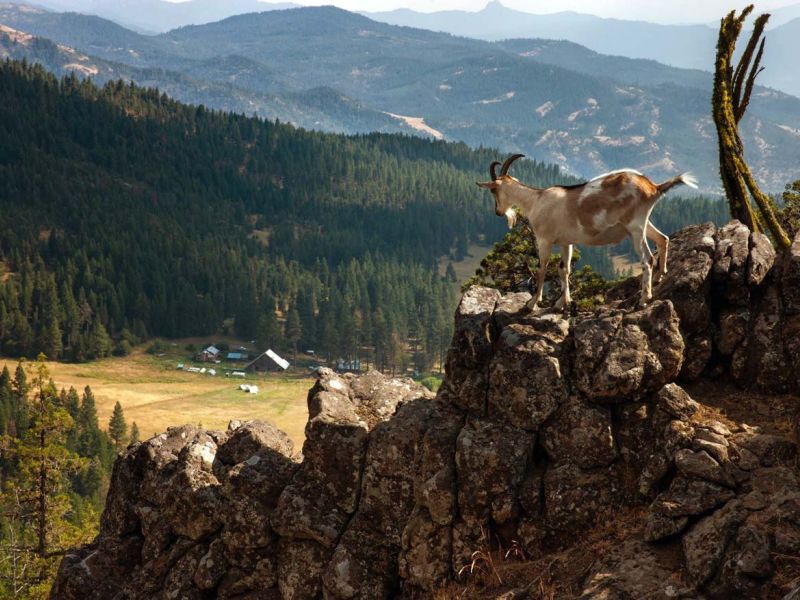 ranch valley view from mountain overlook with Alpine goat on rocks