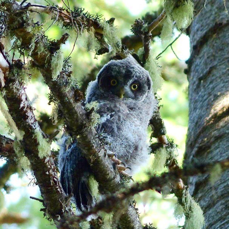 Great Gray owlet perched in tree