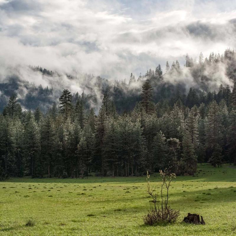 sea of dramatic clouds over forest top at Willow-Witt Ranch
