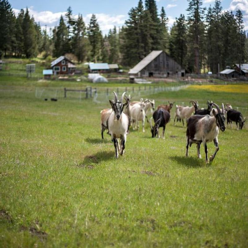 Alpine goats in the meadow
