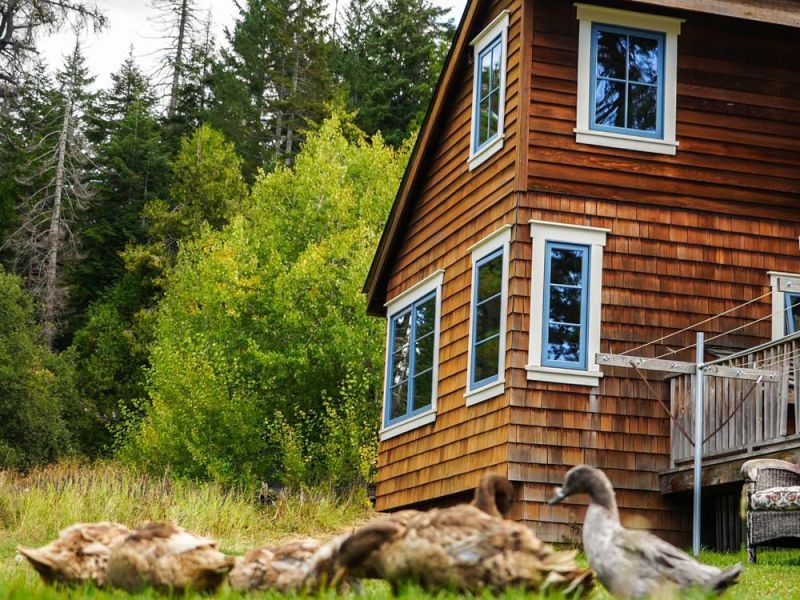 Ducks outside the Farmhouse