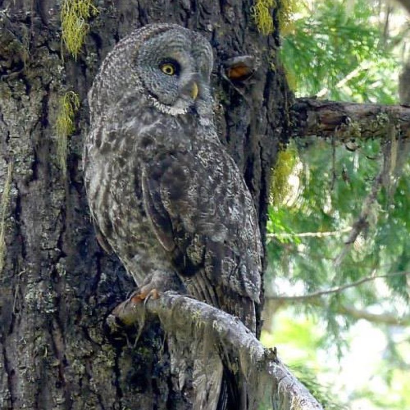 Great Grey Owl