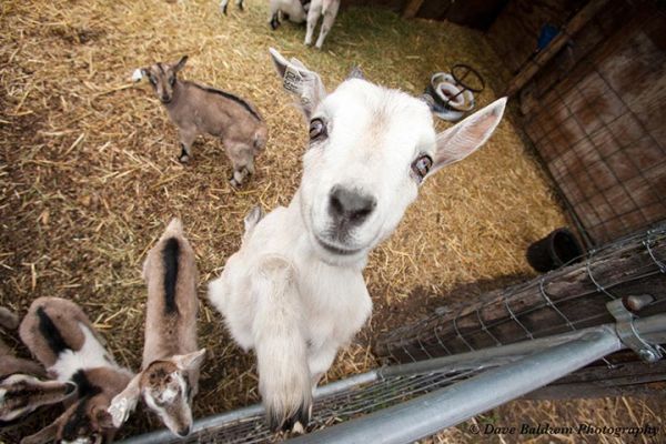 Raising goats can be entertaining and challenging