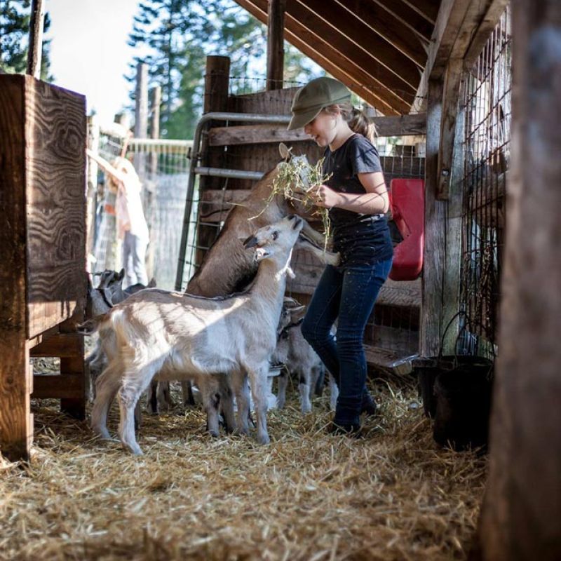 young girl feeds Alpine goat kids in barn