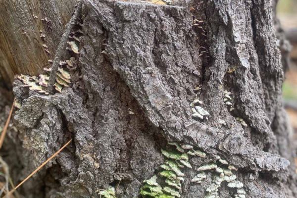closeup of large stump covered in fungi and other growing things