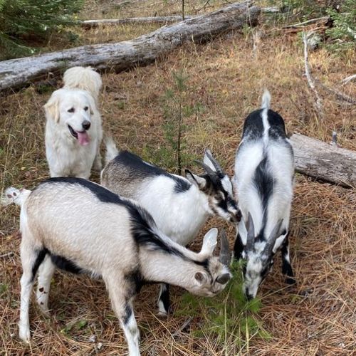 ranch dog Karma guards group of Alpine goats