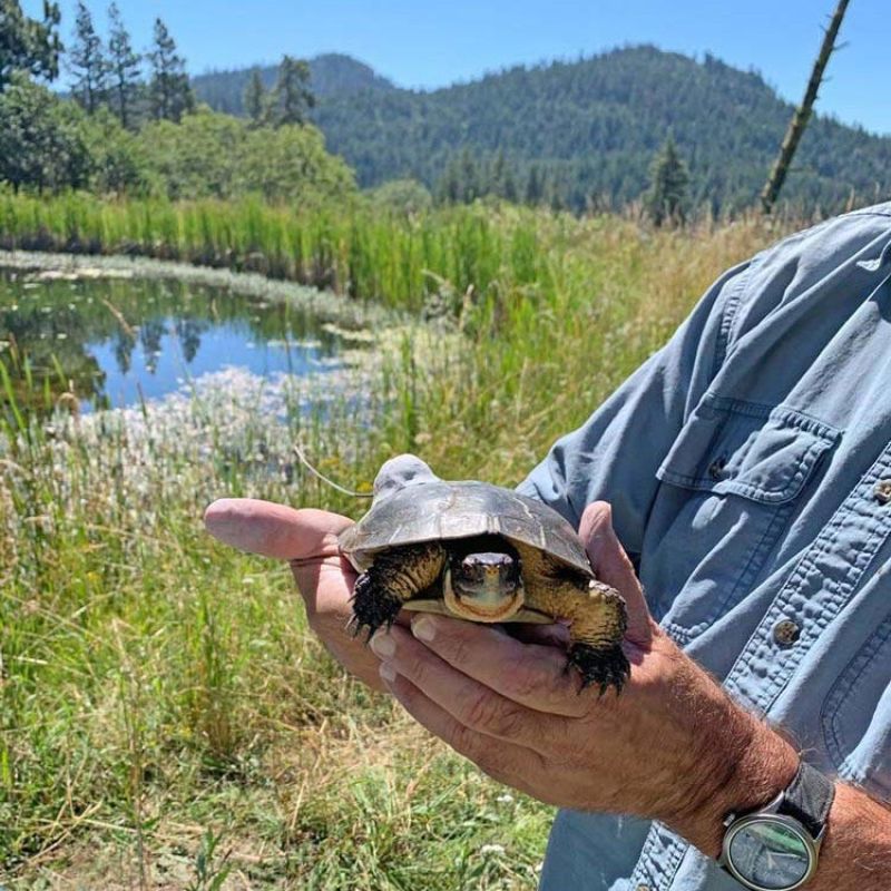 Dr. Michael Parker holds a Western Pond Turtle at the Willow-Witt Ranch turtle pond