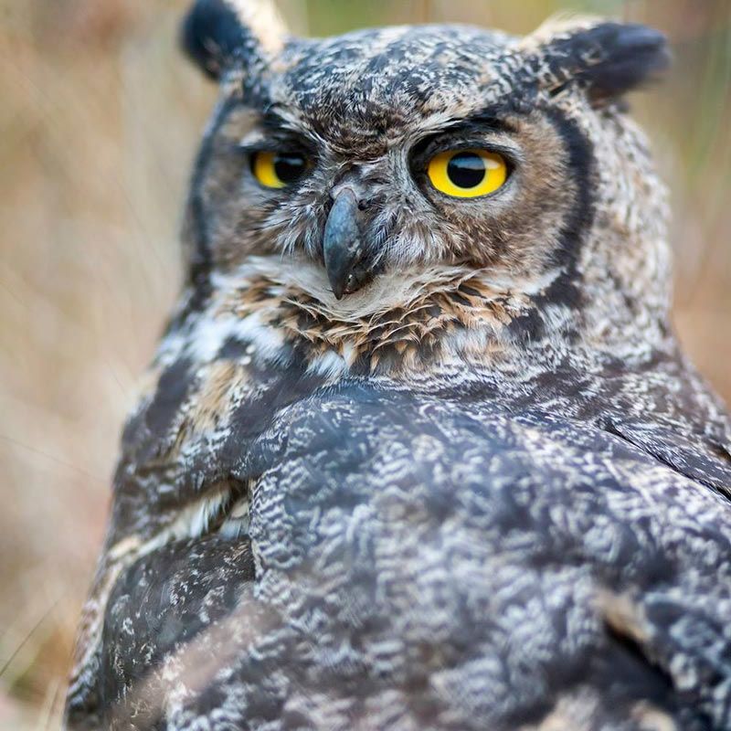 Great Horned Owl